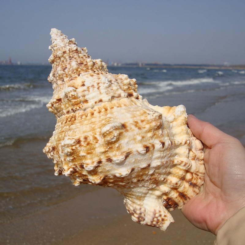 Giant Natural Conch Shell, Frog Seashell 7-8 inches, Large Sea Shell for Vase Filler, Air Plants, Home Decor, Wedding Decor and Beach Theme Party