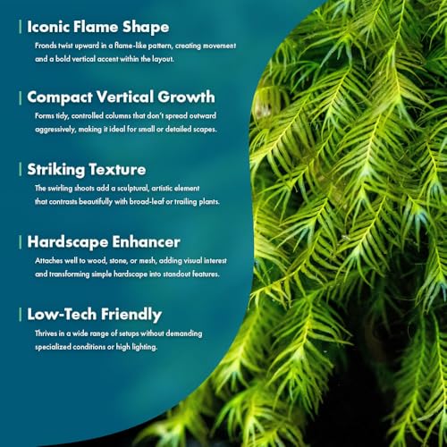 SubstrateSource Live Aquarium Plants on Driftwood, Lava Rock, Moss, Fiber Mat - Freshwater Fish Tanks - Easy, Beginner Friendly (Fissidens Fontanus, (One Golfball)) - color: Fissidens Fontanus - Golf Ball, size: 1 Pack