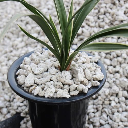 TOYPOPOR Horticultural Bonsai Pumice Succulent Cactus Plants Garden Turface Pumice Gravel Rock Tree Soil Additive Faster Draining Blend, Optimal Drainage, Improves Soil Aeration and Promotes Root 6lbs - color: Pumice Rock, size: 6 lb