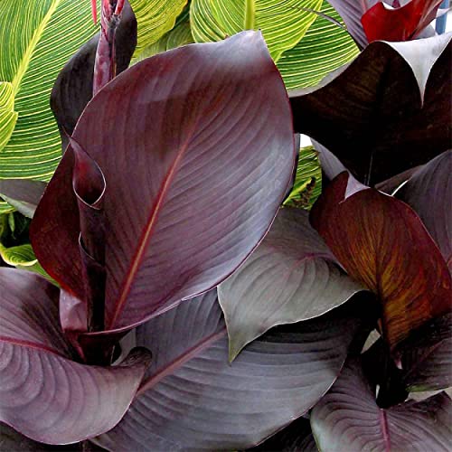 Chalily Canna ‘Australia’, a Great Live Pond Plant for Your Water Garden. Filters The koi and Goldfish Pond. Good for Bogs, Plant Shelf or Shallow Water This marginal Aquatic is a Real Beauty - color: Canna 'Australia'