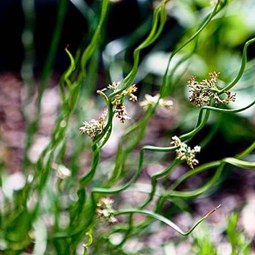 Chalily Corkscrew Rush, a Great Live Pond Plant for Your Water Garden. Filters The koi and Goldfish Pond. Good for Bogs, Plant Shelf or Shallow Water This marginal Aquatic is a Real Beauty - color: Corkscrew Rush