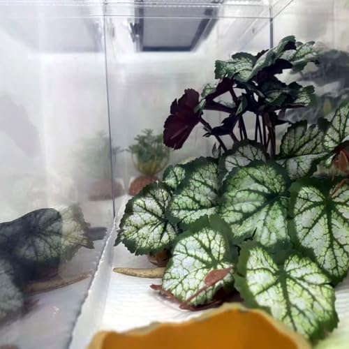 Reptile Plants for Terrarium Decor,Amphibian Habitat Decor,Artificial Plants for Gecko Chameleon Snake Tortoise Tank Accessories with Base (Green heuchera micrantha) - color: Green Heuchera Micrantha