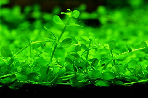 Micranthemum Monte Carlo New Large Pearl Grass Live Aquatic Plant Potted for Aquarium Freshwater Fish Tank by Exotic PlantBuy 2 Get 1 Free