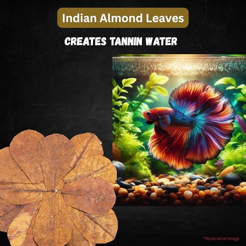 80 Pcs Dried Catappa Indian Almond Ketapang Leaves, Betta Fin Rot Treatment, 4” Betta Fish Tank Accessories, Leaf Litter for Goldfish, Guppy,Frogs,Tetras - Supports Breeding
