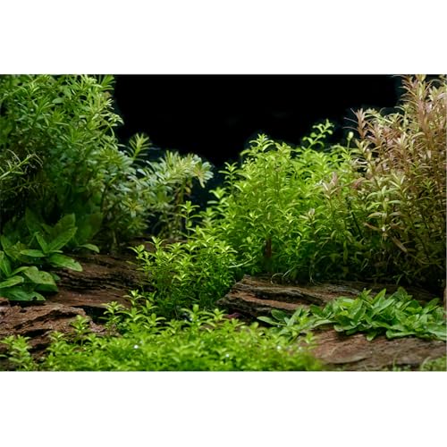 Aquarium Background Underwater Green Grass Leaves Stone Aquarium Backdrop Vivid and Fresh Green Aquatic Plant Stone River Bed and Lake Fish Tank Background Decor Vinyl 24x12in - color: Cork Green, size: 24(W)x12(H)inches/ 60(W)*30cm(H)