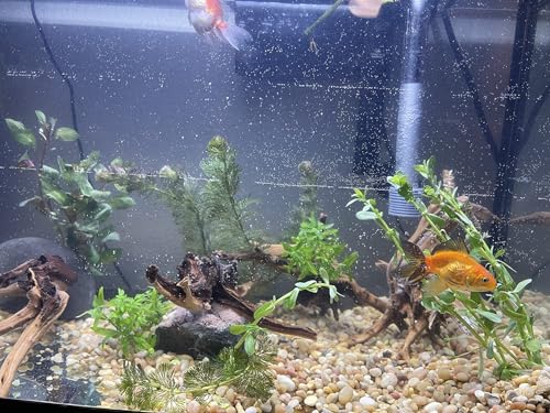 8pcs Natural Small Spiderwood Driftwood for Aquarium Decor Aquarium Driftwood Freshwater Reptile Driftwood Aquarium spiderwood (spiderwood 5-6inch 8pcs)