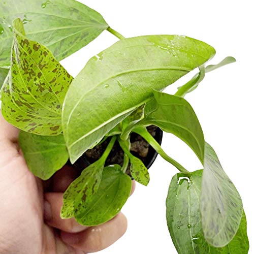 Echinodorus Ozelot Green Potted Live Aquarium Plant Tropical Freshwater Decorations BUY2GET1FREE