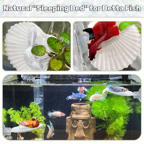 3PCS Betta Hammock Shells, Natural Small Fish Tank Decorations, Betta Fish Tank Accessories, Aquarium Decorations, Aquarium Hideout Habitat for Sleeping Resting Hiding Playing (White) - color: White