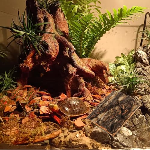 SOIMISS 5 Pcs Reptile Cork Bark Background for Terrarium Natural Tree Bark Hideout and Climbing Wall Vivarium Decor for Gecko Bearded Dragon Turtle and Lizard Tanks