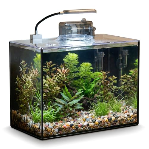 2 Gallon Glass Fish Tank with Filter LED Light Complete Aquarium Starter Kit for Betta, Shrimp, Nano Fish Rimless Small Aquarium with Everything Included - size: 2 Gallon