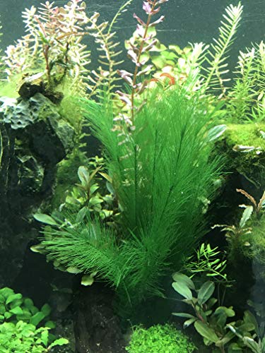 Aquarium Decorations 5Pcs Fish Tank Artificial Green Water Plants Made of Silk Fabrics Plastic - color: 11" * 5 Pcs, Green