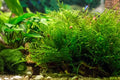 Java Moss Taxiphyllum Barbieri Easy Live Aquarium Plant, Green