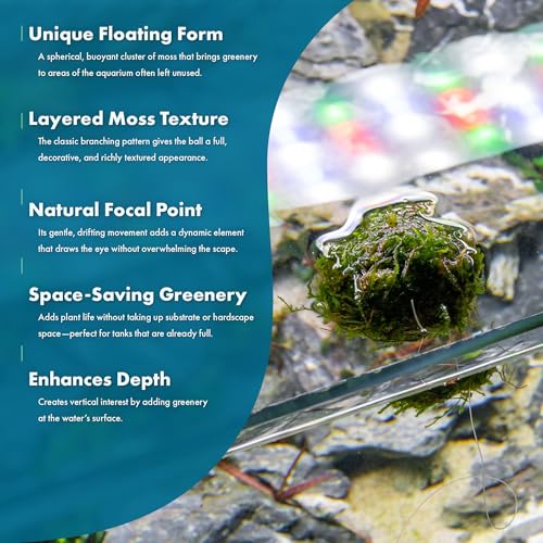 SubstrateSource Live Planted Decor - Christmas Moss Ball - Deep Green Freshwater Aquatic Plant, Low Light Aquarium Hardscape Accent for Aquascaping, Moderate Growth Rate - 1 Pack - color: Christmas Moss on Floating Ball, size: Floating Ball