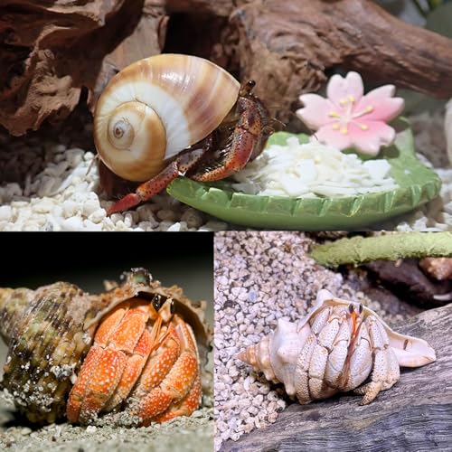 7PCS Medium Large Hermit Crab Shells | Natural Sea Conch Size 2"-2.8" | Mixed Turbo Seashells Set for Small to Medium Hermit Crab Supplies, Saltwater Crab Habitat and Beach Decor Sea Shells