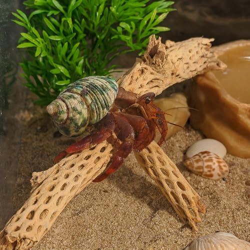Koyal Wholesale 12” Natural Cholla Wood Branch for Aquarium, Shrimp or Betta Tank Décor – Real Desert Wood for Reptile or Terrarium Habitat, Aquarium Safe Driftwood for Fish Tank Decoration - size: 12-Inch