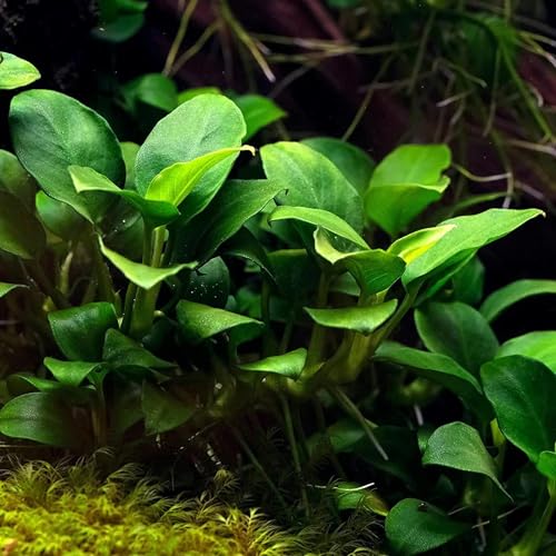 Potted Anubias Plants | Live Freshwater Aquatic Plants for Aquariums and Terrariums - Low Light, Low Maintenance Plants. (Potted Anubias VAR Nana, 5 Pack) - color: Potted Anubias VAR Nana