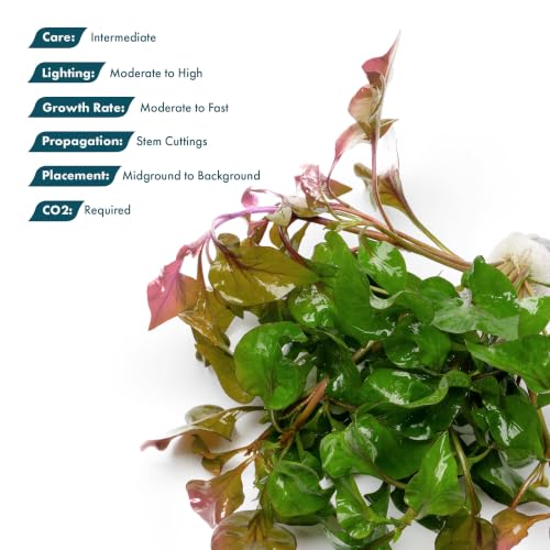 SubstrateSource Live Plants – Alternanthera Amabilis Tricolor – Moderate to High Light, Green, Pink/Red, Yellow/Golden Hues, Midground to Background Accent – Lead Bunch, 1 Pack - color: Alternanthera Amabilis Tricolor, size: Lead Bunch - 1 Pack