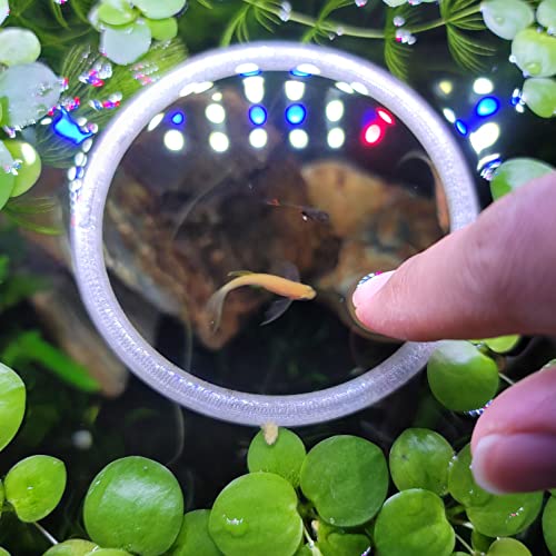 Aquarium Feeding Ring Translucent (5 Inch)