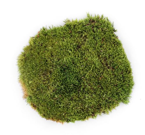 SuperMoss (21537) Mood Moss – Natural Moss for Home Decor, Terrariums, Floral Arrangements, and Craft Projects, 1,564 cu in, Dried - color: Natural Dried, size: Appx. 3 lb Bulk Case