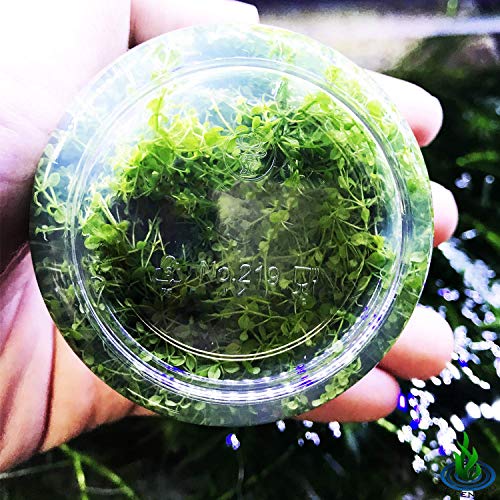 Dwarf Baby Tears Hemianthus Callitrichoides Java Moss Live Aquarium Plants Freshwater Fish Tank Vitro TC Cup
