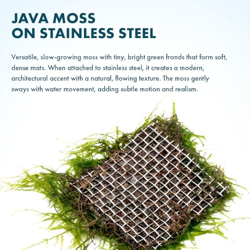SubstrateSource Live Aquarium Plants on Driftwood, Lava Rock, Moss, Fiber Mat - Freshwater Fish Tanks - Easy, Beginner Friendly (Java Moss on Stainless Steel, (1 Pack)) - color: Java - Stainless Steel, size: 1 Pack