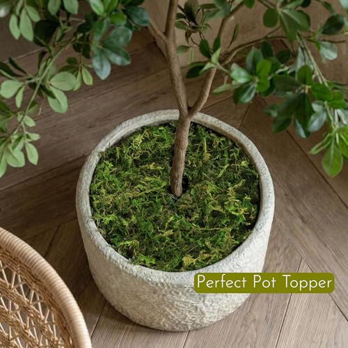 BYHER Fake Moss 4OZ - Moss for Crafts and Indoor Plants, Realistic Artificial Green Grass for Fairy Garden, DIY Projects, Potted Plants, Table Centerpieces, Wedding Decor (Realistic Green)