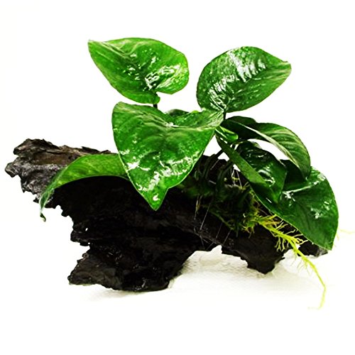 (Anubias Barteri Butterfly) Anubias, Java Fern, Moss and More! Freshwater Live Aquarium Plants on Driftwood for Aquatic Tropical Fish Tank Decorations - Easy to Drop