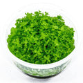 Tissue Culture Live Aquarium Plants | in Vitro Freshwater Aquatic Plants for Small Aquariums and Foreground (Monte Carlo) - style: Monte Carlo