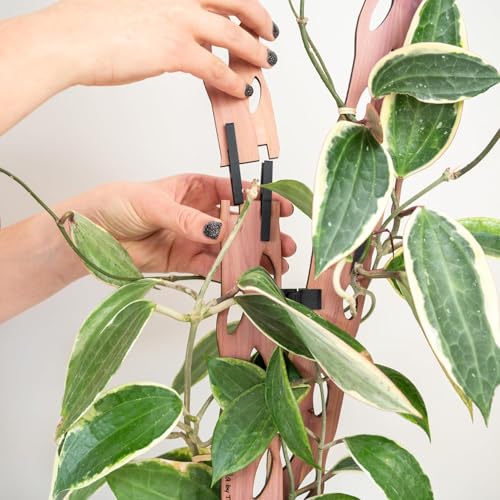 Treleaf Zella Regular Extension Kit (2 Extensions) - Wooden Extendable Plant Trellis for Indoor Climbing Houseplants - Modular Plant Support - size: Regular - Extension Kit