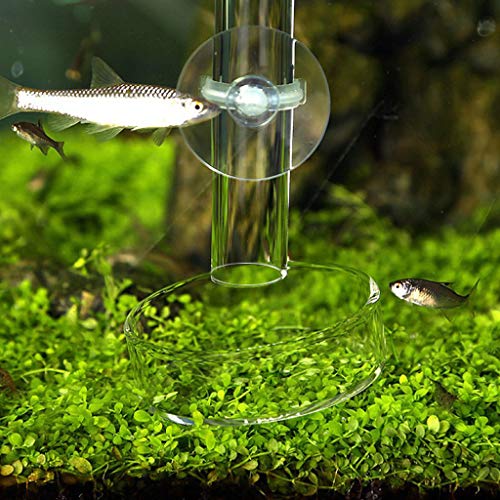 Shrimp Feeding Dish Clear Glass Bowls 3.9" 5" 2" 2.4" Round Tray Fish Tanks Aquarium Feeders Food B Cup Dish - size: XL