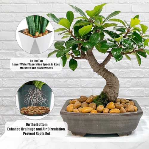 5 Lbs River Rocks for Plants,0.8-1.5 Inch Decorative Ornamental Pebbels, High Polished Stones for Garden Landscaping, Smooth Gravel Filler, Succulents, Fish Tank, Yellow - color: yellow or white