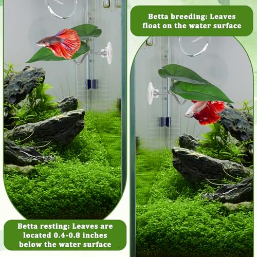 Betta Fish Hammock, 3 Pcs Betta Fish Leaf Pad Aquarium Plants Decor Simulating The Natural Habitat for Fish Tank Accessories Betta Sleeping Resting Playing Hiding Breeding with Plastic Suction Cup