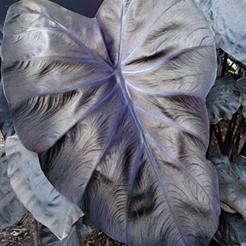 Black Coral Taro, a Great Live Pond Plant for Your Water Garden. Filters koi and Goldfish Ponds. Good for Bogs, Plant Shelf or Shallow Water This marginal Aquatic is a Real Beauty - color: Black Coral Taro