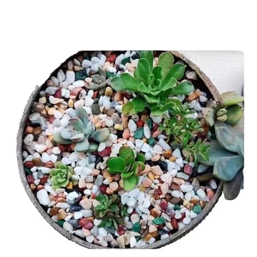 Boniosz 2LB Succulent and Cactus Gravel Pebbles, 1/4 Inch - 1/3 Inch Natural Decorative Polished Stones, River Rocks for Plants, Aquariums, Vases, Terrarium and Outdoor Gardening, 5 Mixed Colors - color: 5 Mixed Colors, size: 2lb
