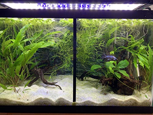 Lifewithpets 10 Gallon Aquarium Tank Divider. Perfect for Betta Fish Tanks. ONLY Compatible with USA Tank Sizes Listed Below. NO Suction Cups Required.