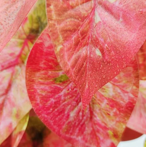 2 Pack Reptile Plants for Terrarium Decor, Amphibian Habitat Decor, Reptile Tank Accessories, Artificial Hanging Plants with Suction Cup (Red Arrowhead) - color: Red Arrowhead