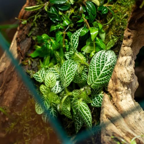 SubstrateSource Live Jungle Plants - Nerve Plant (Fittonia albivenis) - Low to Medium Light, Green with White Veins, Indoor Pot or Terrarium, Decorative Creeping Foliage - Pot - color: Fittonia Albivenis, size: Pot
