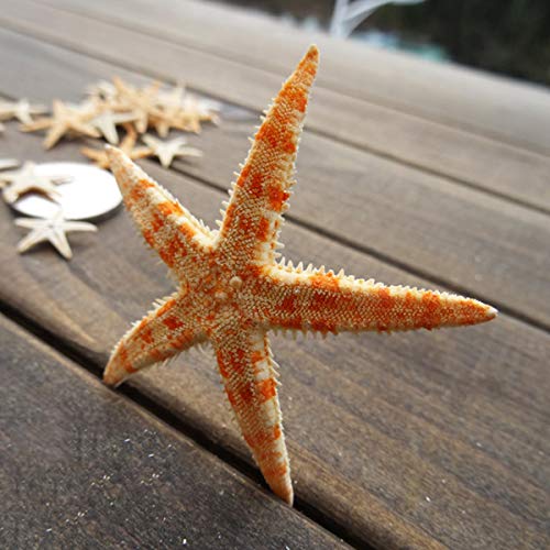 12 Extra Large Size Starfish - Tan Flat Sea Stars (3.3" - 4.3" / 85-110 mm), Beach Crafts, Wedding Invitations