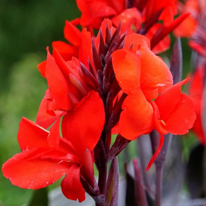 Canna 'Compact Australia', a Great Live Pond Plant for Your Water Garden. Filters The koi and Goldfish Pond. Good for Bogs, Plant Shelf or Shallow Water This marginal Aquatic is a Real Beauty - color: Canna 'Compact Australia'