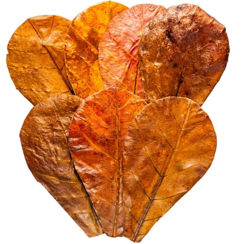 50Pcs Axolotl Indian Almond Leaves for Aquarium 6" Catappa Leaf Litter Natural Habitat Enrichment Supports Slime Coat Health Maintains Water Quality, Tank Accessories