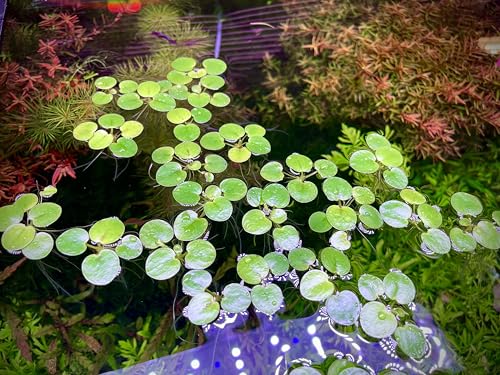 Amazon Frogbit, Limnobium laevigatum, Live Aquarium/Aquatic/Freshwater/Floating/Pond Plant/Planted Tank/Aquascaping/Paludarium by Aquarium Plant Center (6 Plants (18+ Leaves)) - style: 6 Plants (18+ Leaves)