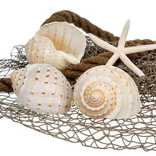 Hermit Crab Shells | Shells for Hermit Crabs | 3 Spotted Tonna Shells 2"-2.5" | Opening Size Approx. 1.75"-2" | Hermit Crab House for Décor | Plus Free Nautical eBook by Joseph Rains - color: 3 Spotted Tonna 2-2.5"