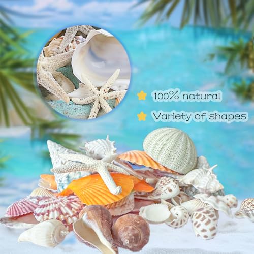 Natural Sea Shells Mixed -15 Kinds of Natural Seashells,Each 2 Kinds Starfish & Urchins for Aquarium Fish Tank,DIY Arts Crafts Project,Beach Theme Home Wedding Party Decor,Vase Fillers,1~3.5" - color: Mixed Color