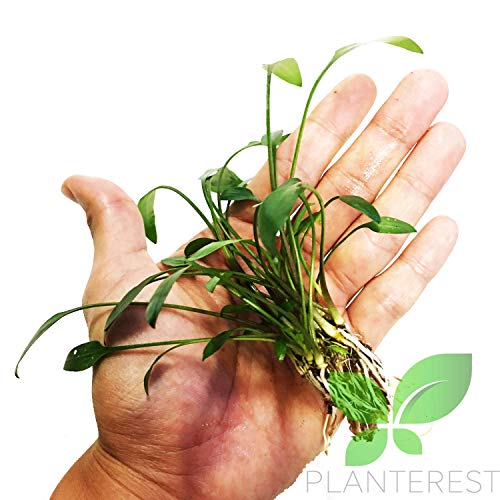 Cryptocoryne Lutea Potted Tropical Easy Live Aquarium Plants Decorations for Fish Tank BUY2GET1FREE Underwater Gardening Green Aquascape