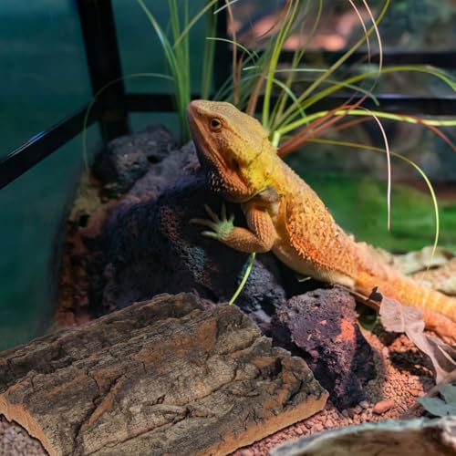SOIMISS 5 Pcs Reptile Cork Bark Background for Terrarium Natural Tree Bark Hideout and Climbing Wall Vivarium Decor for Gecko Bearded Dragon Turtle and Lizard Tanks