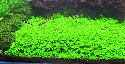 Tissue Culture Live Aquarium Plants | in Vitro Freshwater Aquatic Plants for Small Aquariums and Foreground (Monte Carlo) - style: Monte Carlo