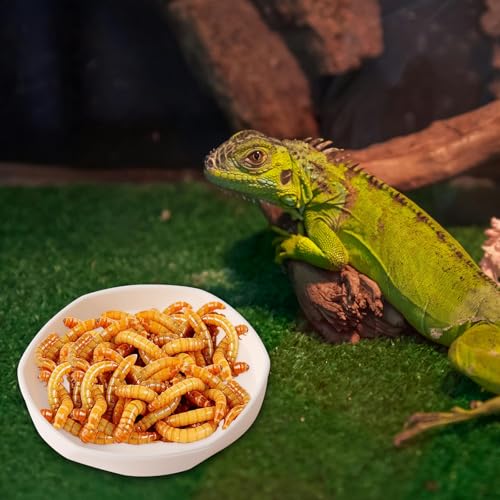 COMSUN 4 Pack Small Reptile Food Dish Bowl, Plastic Worm Water Dish Plate for Lizard Gecko Bearded Dragon Chameleon 4" W x 4" D x 0.5" H, White and Grey - color: White and Grey