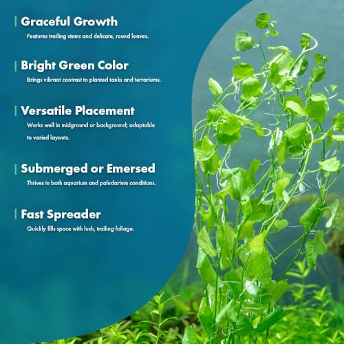 SubstrateSource Live Plant - Japanese Cress (Cardamine lyrata) - Easy to Moderate Care, Medium to High Light, Bright Green Accent, Freshwater Aquatic Plant for Aquascaping - Lead Bunch - color: Cardamine Lyrata, size: Lead Bunch - 1 Pack