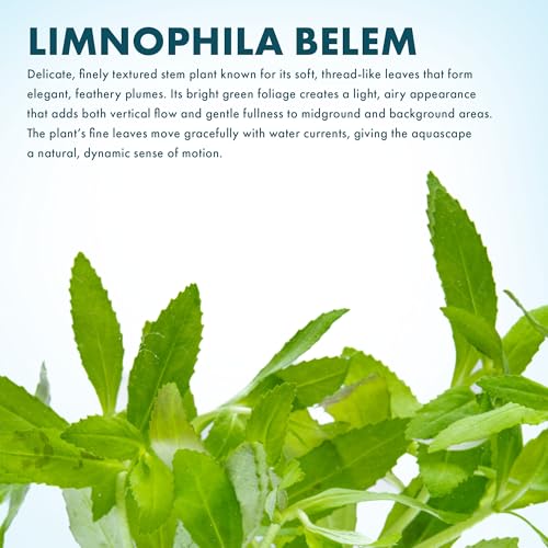 SubstrateSource Live Aquarium Stem Plants - Freshwater Aquatic Plant for Fish Tanks, Aquascaping - (Limnophila Belem, 1 Bunch) - color: Limnophila Belem, size: Lead Bunch - 1 Pack