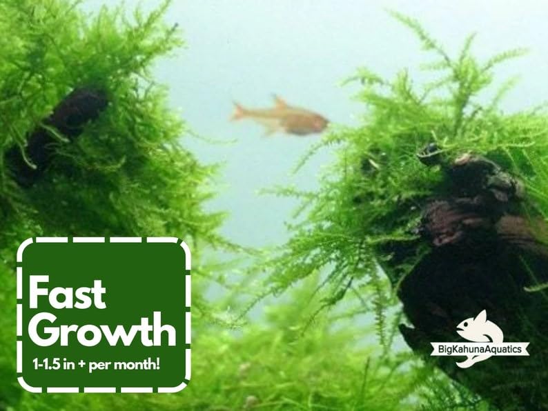 Java Moss Taxiphyllum Barbieri Easy Live Aquarium Plant, Green